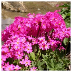 Монако Rose Picotee семена примулы (Kitano Seeds)