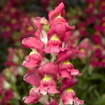 Монтего F1 розовый биколор (rose bicolor) семена антиринума карликового (Syngenta)