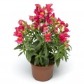 Монтего F1 розовый биколор (rose bicolor) семена антиринума карликового (Syngenta)