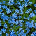 Незабудка лесная голубая семена (Moravoseed)