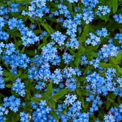 Незабудка лесная голубая семена (Moravoseed)
