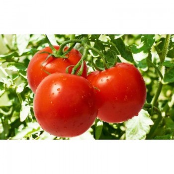 Независимые семена помидора детерминантного (GL Seeds)