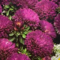Астра низкая фиолетовая (Purple) семян (Moravoseed)