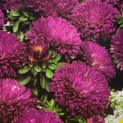 Астра низкая фиолетовая (Purple) семян (Moravoseed)