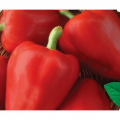 Носоріг насіння перцю солодкого (GL Seeds)