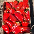 Навигатор F1 семян перца сладкого (ZKI)