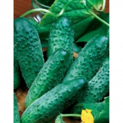 Одіс F1 насіння огірка бджолозапилюваного (GL Seeds)