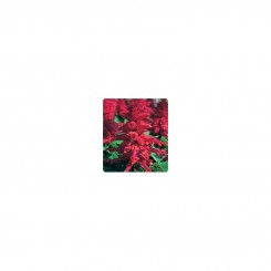 Оливер Burgundy семян сальвии блестящей (Kitano Seeds)