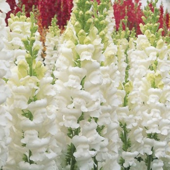 Опус F1 белый (white) семян антиринума (Syngenta)