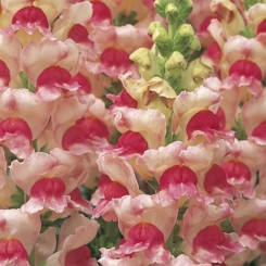 Опус F1 яблоневый цвет (apple blossom) семян антиринума (Syngenta)