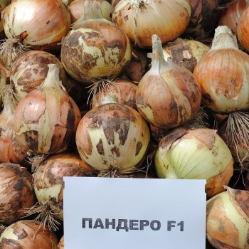 Пандеро F1 семена лука репчатого длинного дня среднего 115-120 дн. желтой (Nunhems)