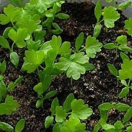 Пастернак семян микрозеленый (Agrocity)