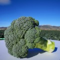 Персеус F1 семян капусты брокколи ранней 70-80 дн. (Sakata)