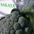 Персеус F1 семян капусты брокколи ранней 70-80 дн. (Sakata)