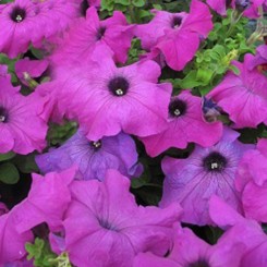 Танго F1 фиолетовая (purple) семена петунии (Hem Genetics)