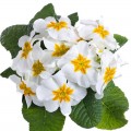 Пионер F1 белый (white) семена примулы (Hem Zaden)