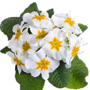 Пионер F1 белый (white) семена примулы (Hem Zaden)