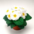 Пионер F1 белый (white) семена примулы (Hem Zaden)