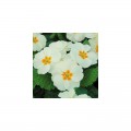 Пионер F1 белый (white) семена примулы (Hem Zaden)