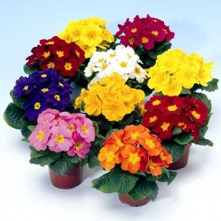 Пионер F1 флейм микс семена примулы (Hem Genetics)