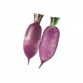 ПЛ 525 F1 (PL 525 F1) семена редьки (Asia Seed)