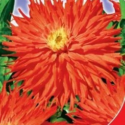 Подарок семян циннии 60-65 см однолетней (GL Seeds)