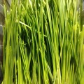 Полба (Спельта) семена микрозеленые (Agrocity)