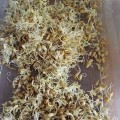 Полба (Спельта) семена микрозеленые (Agrocity)