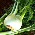 Прелюдио Organic семян фенхеля (Enza Zaden/Vitalis)