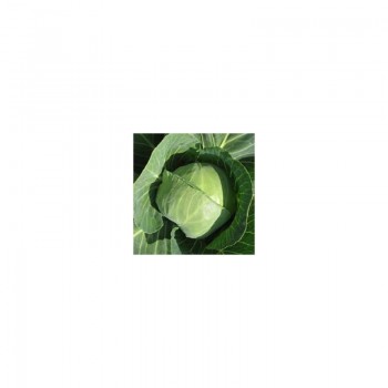 Престар F1 семена капусты белокочанной (Takii Seeds)