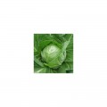 Престар F1 семена капусты белокочанной (Takii Seeds)