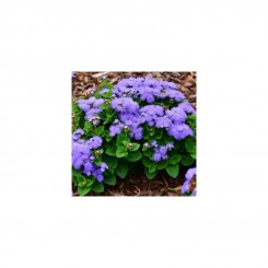 Принц Блу (Prince Blue) семена агератума (Kitano Seeds)