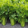Пряности к первым блюдам набор семян (Seedera)