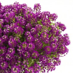 Пурпурные (purple) семена алиссума (Hem Zaden)