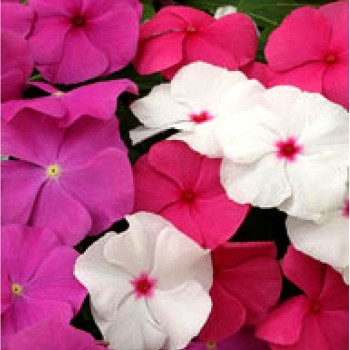 Раймонд Формула миксд (Raymond Formula mixed) семян барвинка (Kitano Seeds)