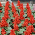 Редди красная (red) семена сальвии (Hem Zaden)