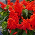 Редди красная (red) семена сальвии (Hem Zaden)