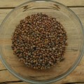Редис семян микрозеленый (Agrocity)