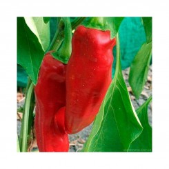 Ріг бика насіння перцю солодкого (Hortus)