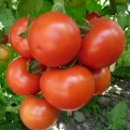 Ронда F1 семена томата индетерминантного (Ergon seeds)
