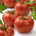 Ронда F1 семена томата индетерминантного (Ergon seeds)