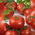 Ронда F1 семена томата индетерминантного (Ergon seeds)
