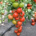 Ронда F1 семена томата индетерминантного (Ergon seeds)