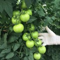 Ронда F1 семена томата индетерминантного (Ergon seeds)