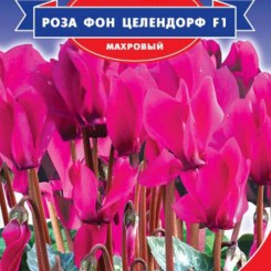Роза фон Целендорф F1 семена цикламена махрового (GL Seeds)