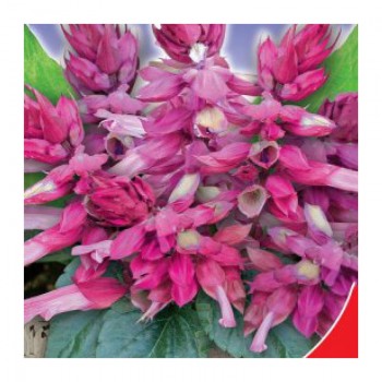 Розовое сияние семян сальвии (GL Seeds)