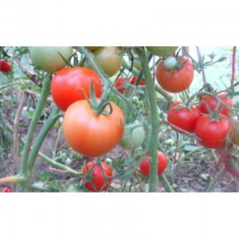 Розовый рафаэлло семена помидора индетерминантного (GL Seeds)