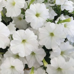 Саксес F1 белая (white) семена петунии грандифлора (Benary)