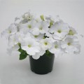 Саксес F1 белая (white) семена петунии грандифлора (Benary)