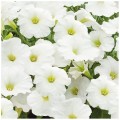 Саксес F1 белая (white) семена петунии грандифлора (Benary)